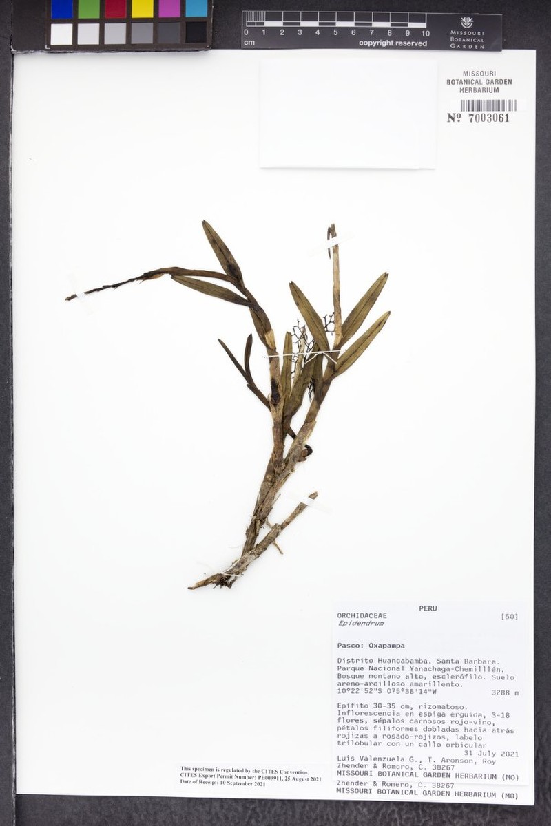 Epidendrum chrisii-sharoniae