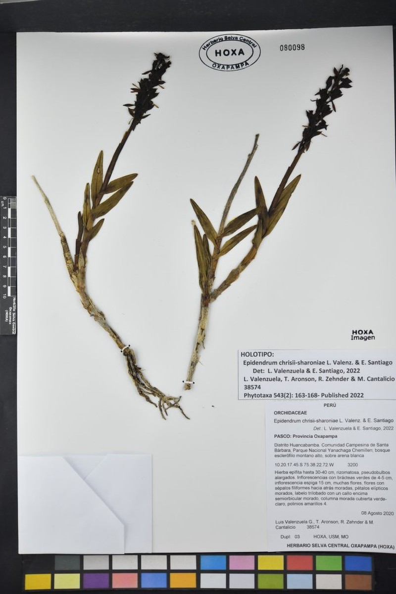 Epidendrum chrisii-sharoniae photo 2