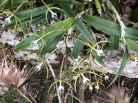 Fringed Star Orchid