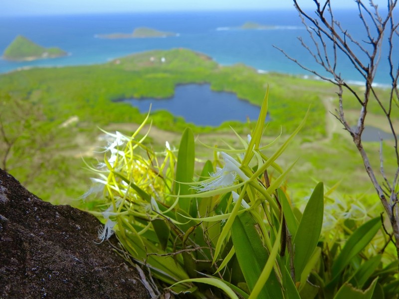 Fringed Star Orchid photo 2