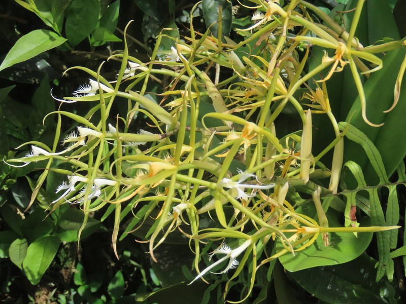 Fringed Star Orchid photo 3