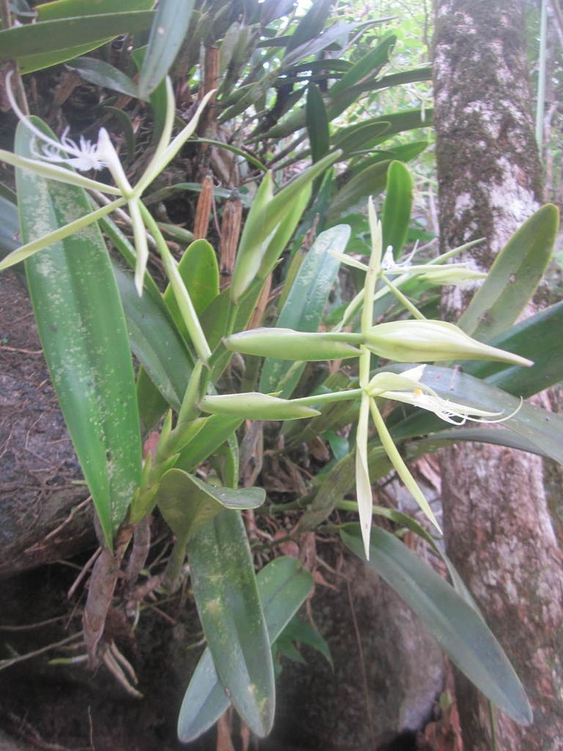 Fringed Star Orchid photo 4