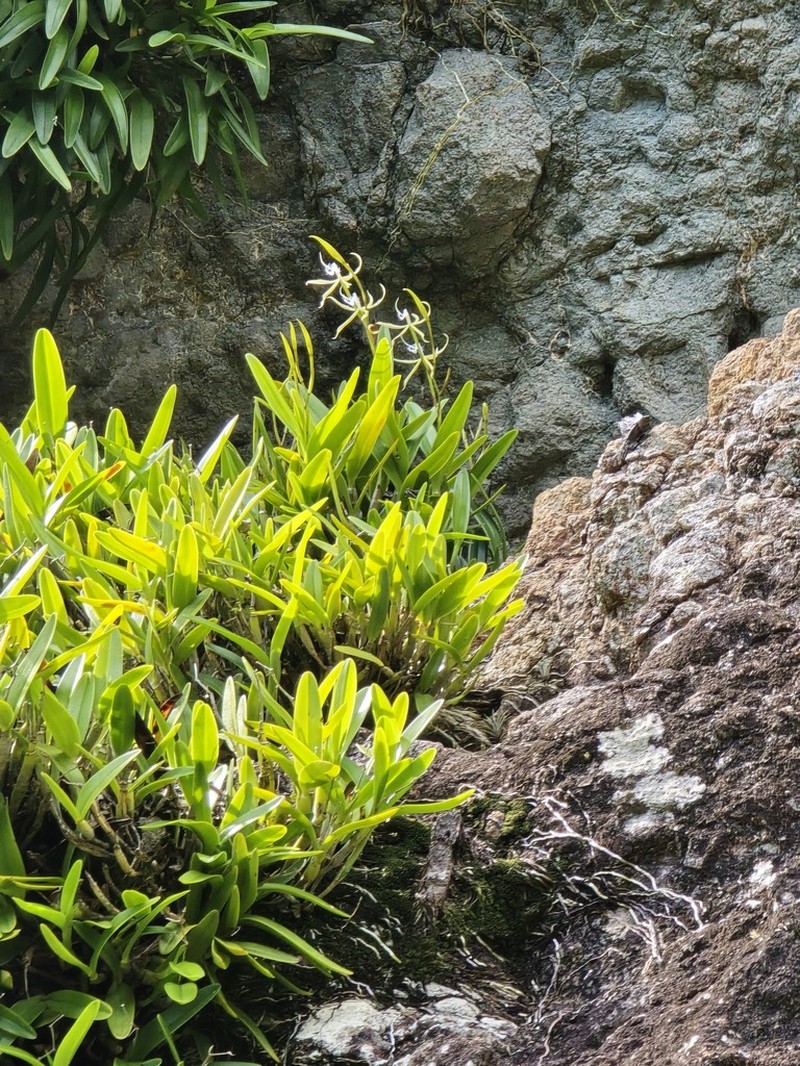 Fringed Star Orchid photo 5
