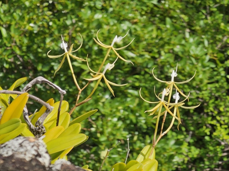 Fringed Star Orchid photo 6