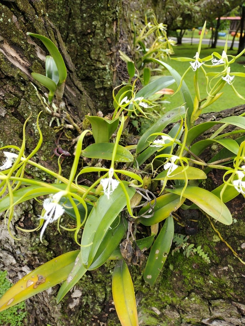 Fringed Star Orchid photo 7
