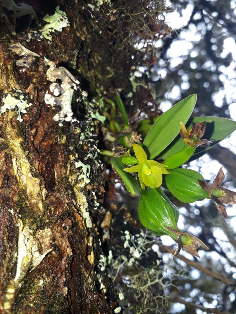 Epidendrum citroserpens
