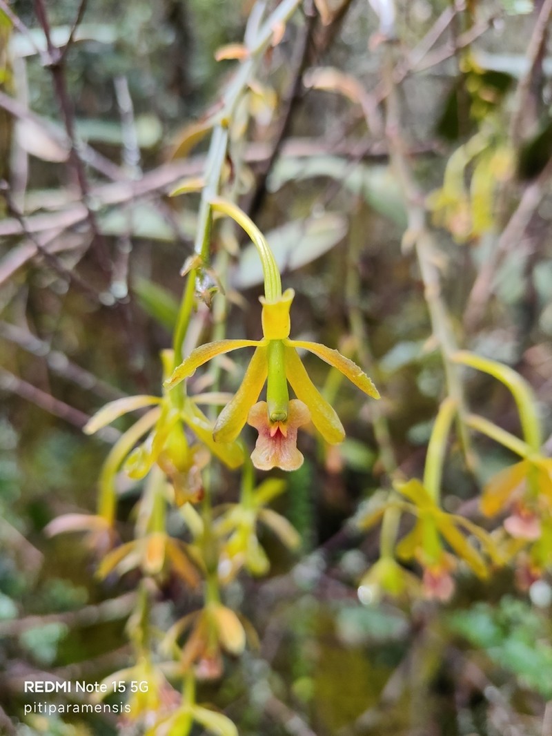 Epidendrum cocuyense