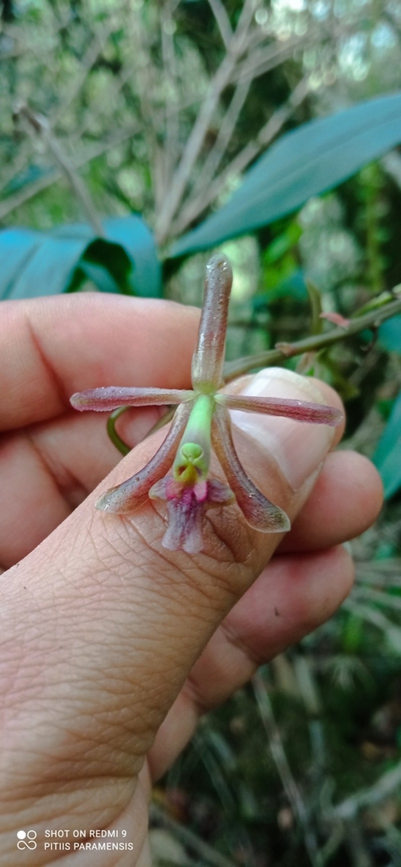 Epidendrum cocuyense photo 2