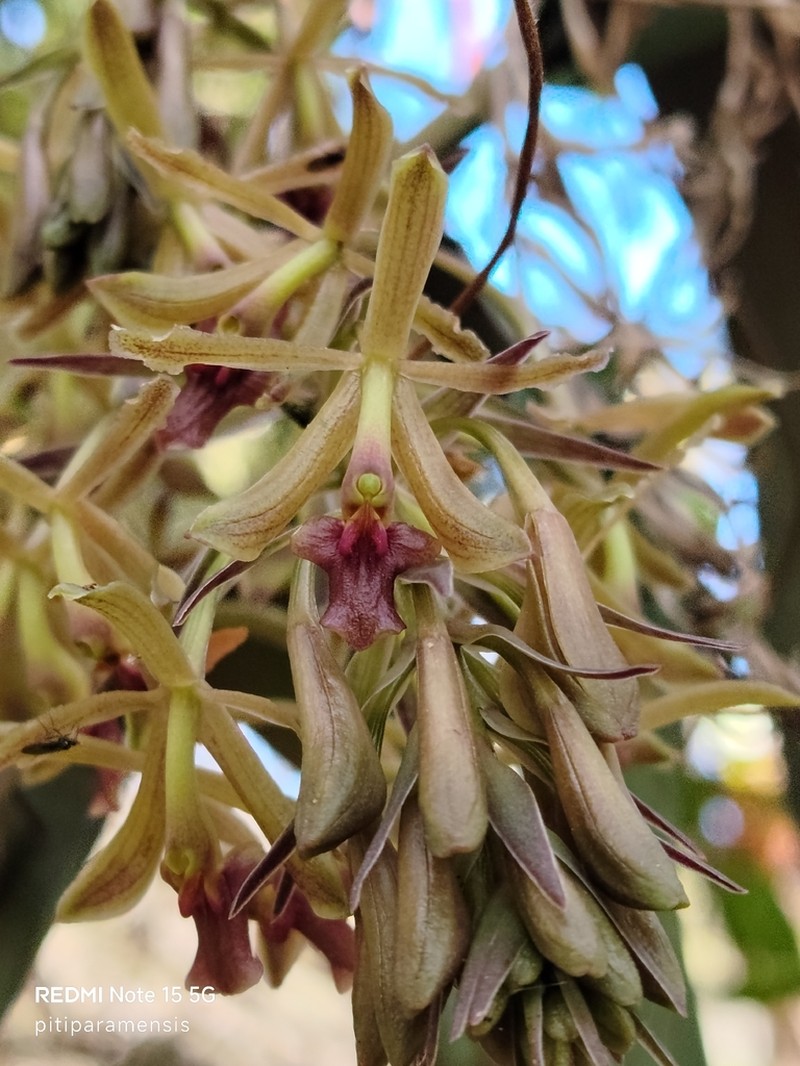 Epidendrum cocuyense photo 3