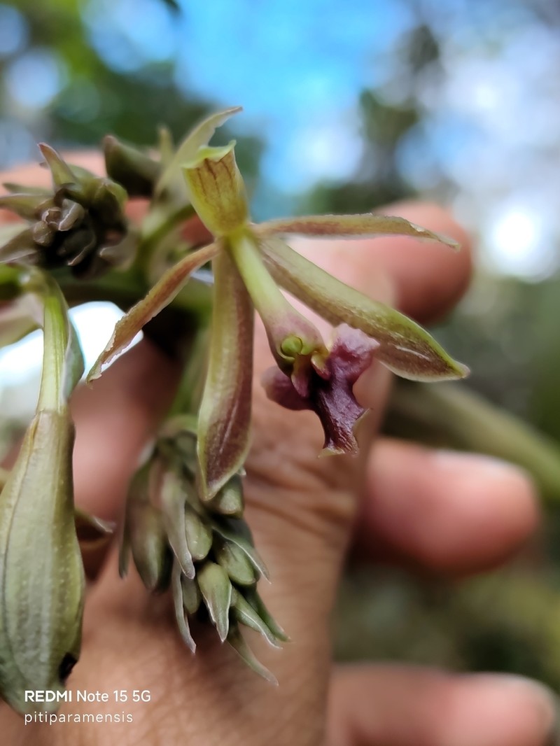 Epidendrum cocuyense photo 4