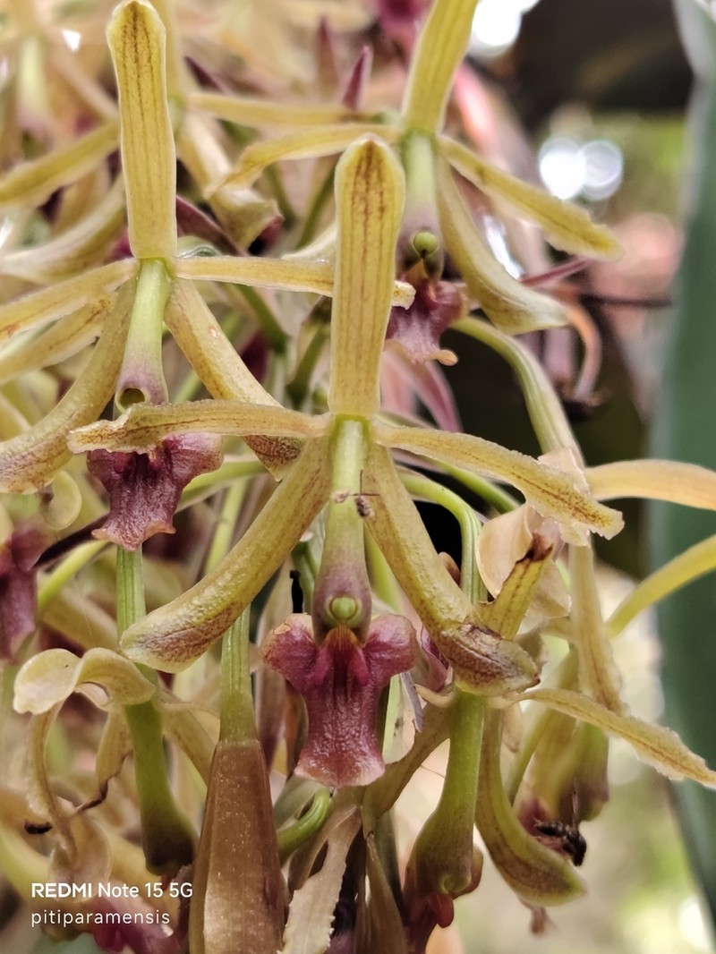 Epidendrum cocuyense photo 5