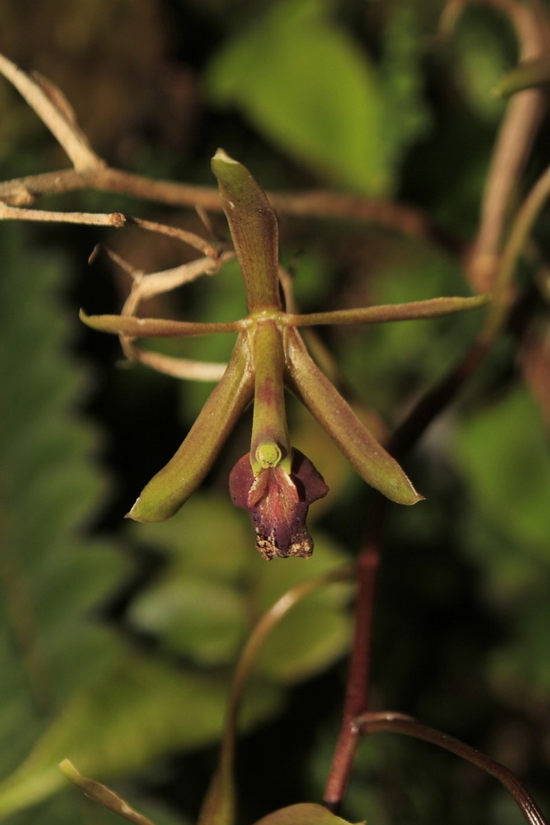 Epidendrum cocuyense photo 6