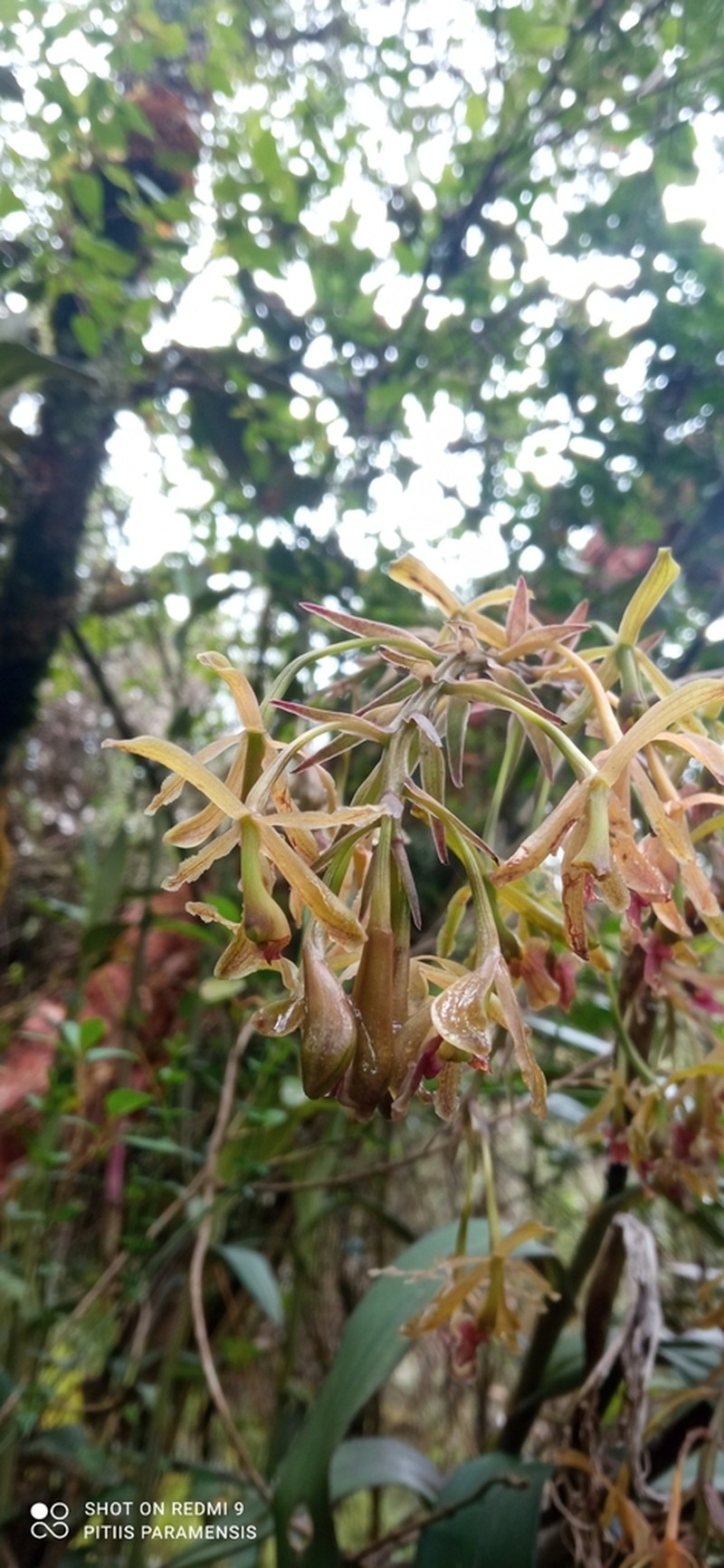 Epidendrum cocuyense photo 7