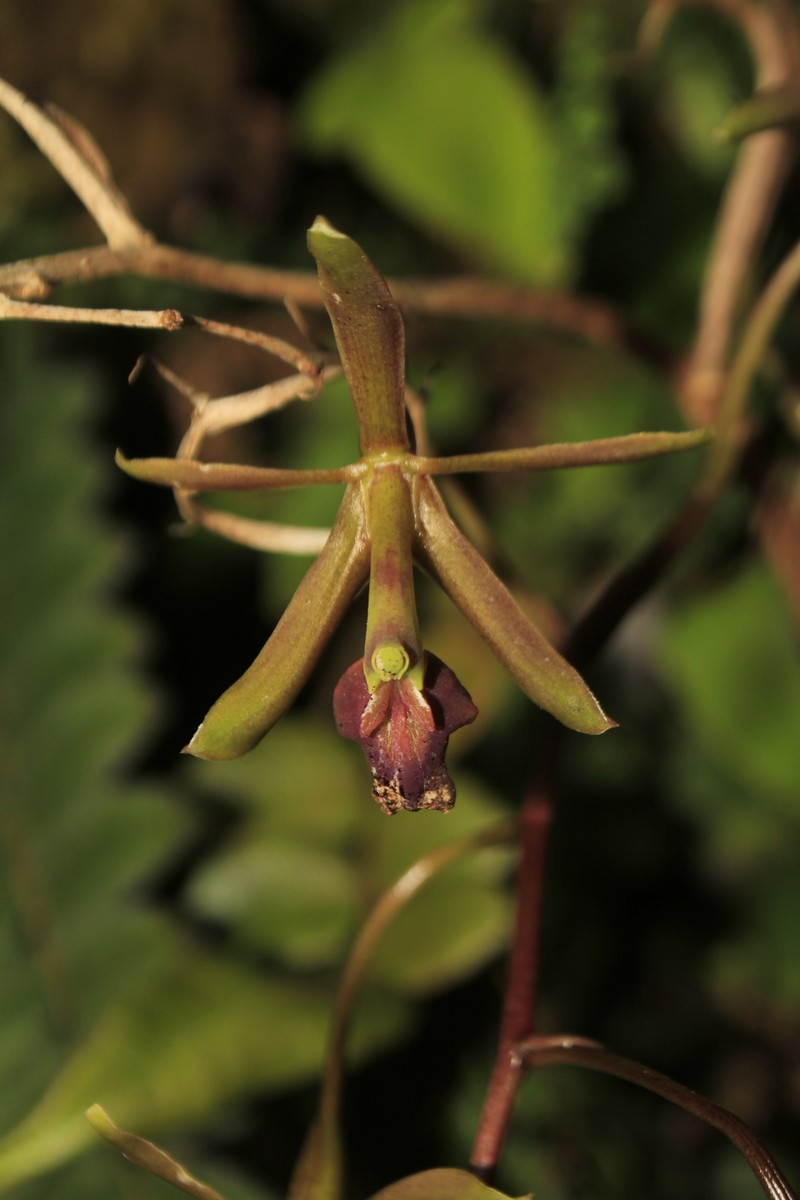 Epidendrum cocuyense photo 8