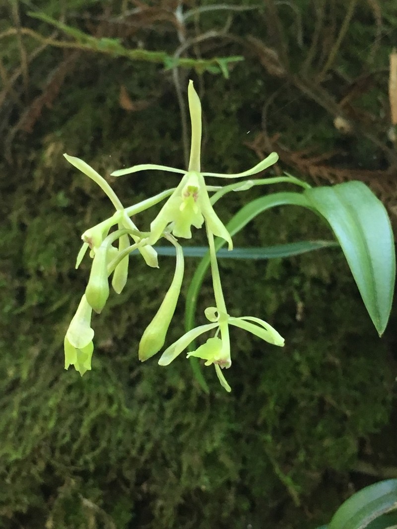 Epidendrum conopseum