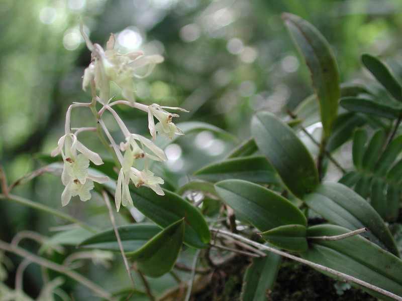 Epidendrum conopseum photo 2
