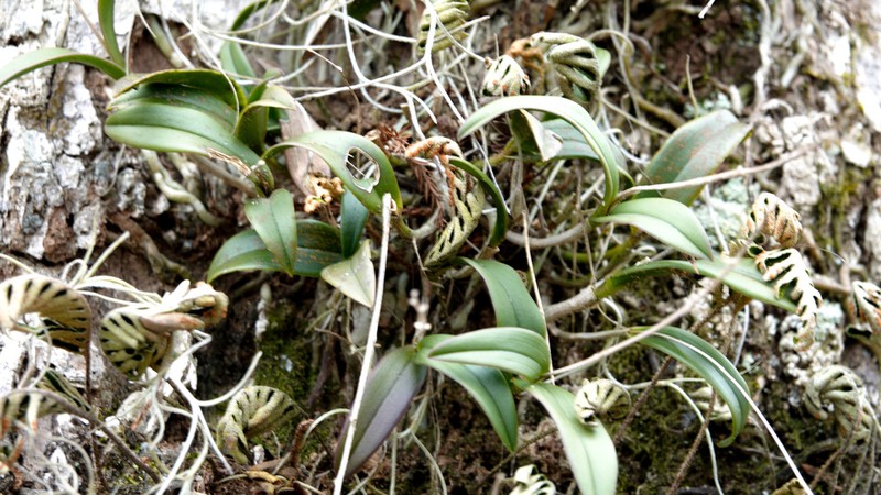 Epidendrum conopseum photo 3