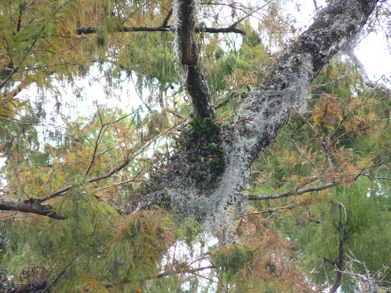 Epidendrum conopseum photo 4