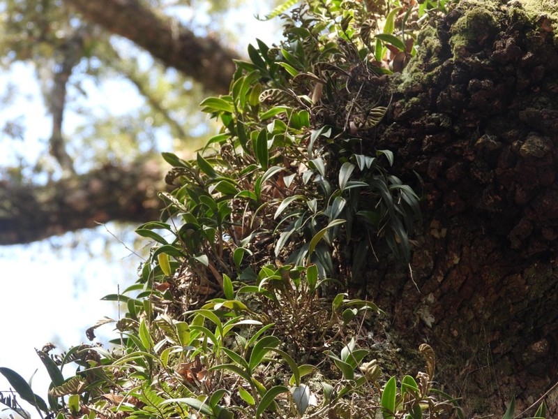 Epidendrum conopseum photo 5