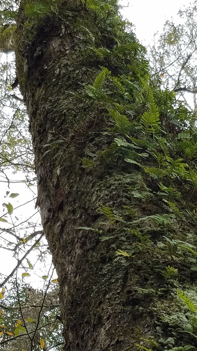 Epidendrum conopseum photo 6
