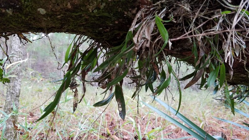 Epidendrum conopseum photo 7