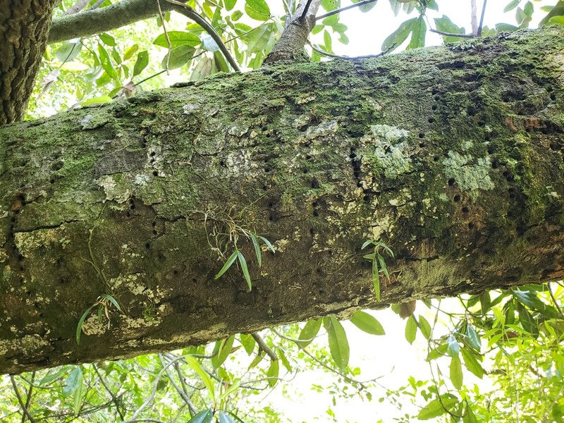 Epidendrum conopseum photo 8