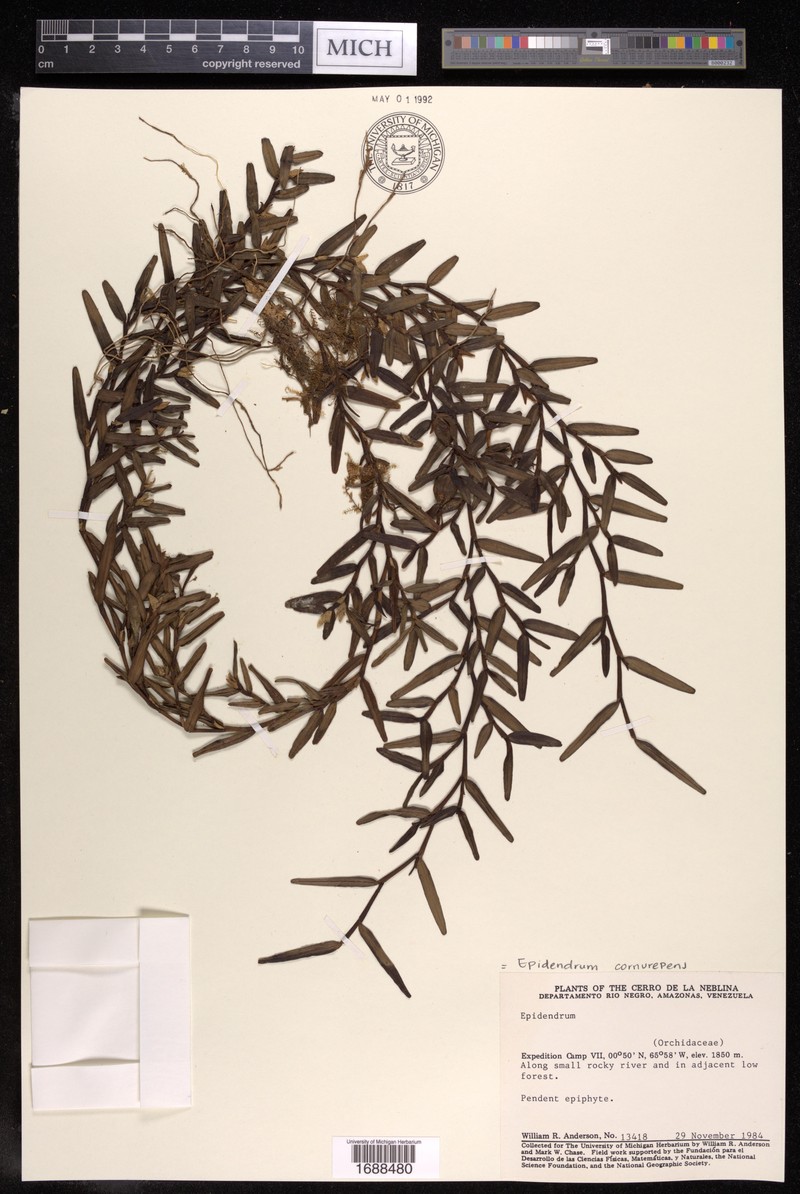 Epidendrum cornurepens