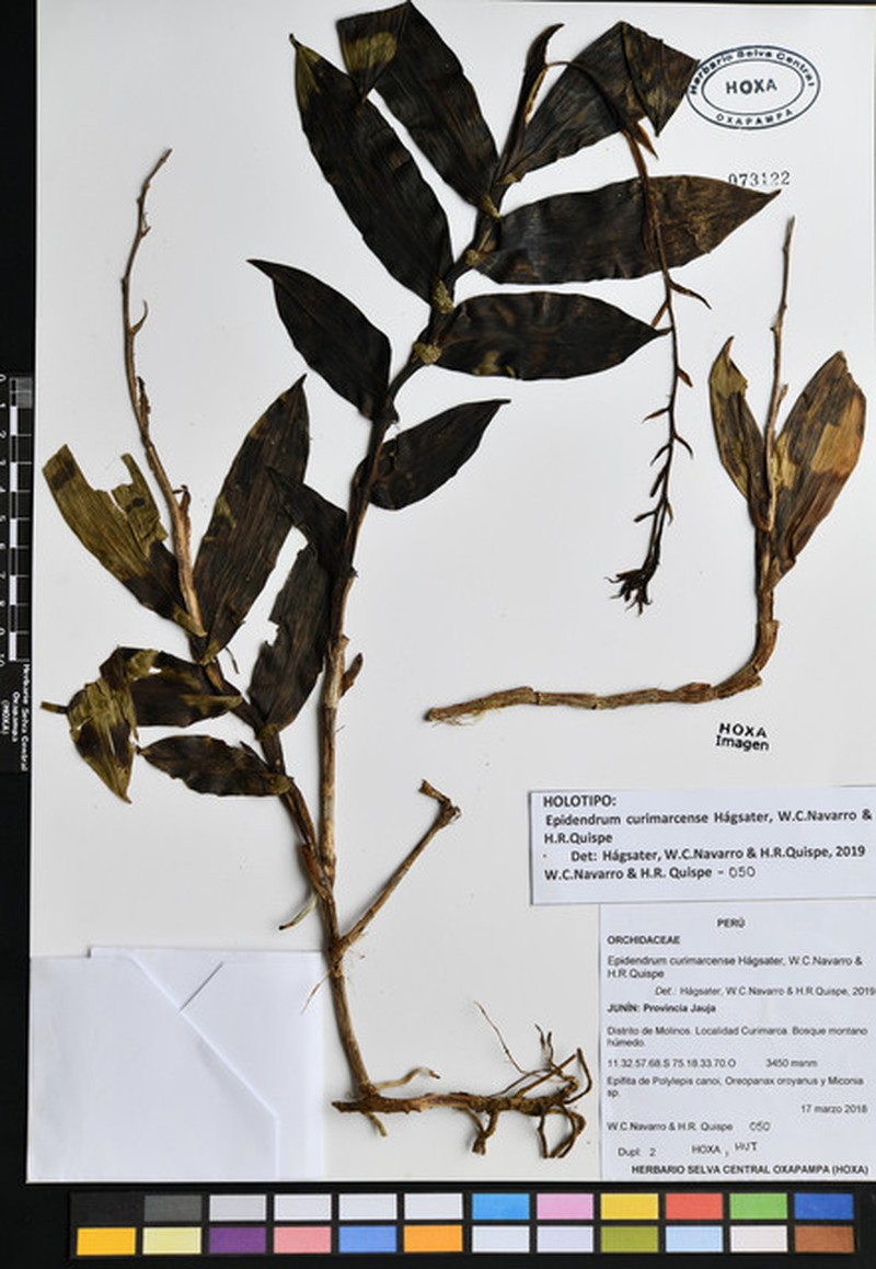 Epidendrum curimarcense