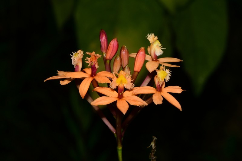 Epidendrum deltoideoviridis
