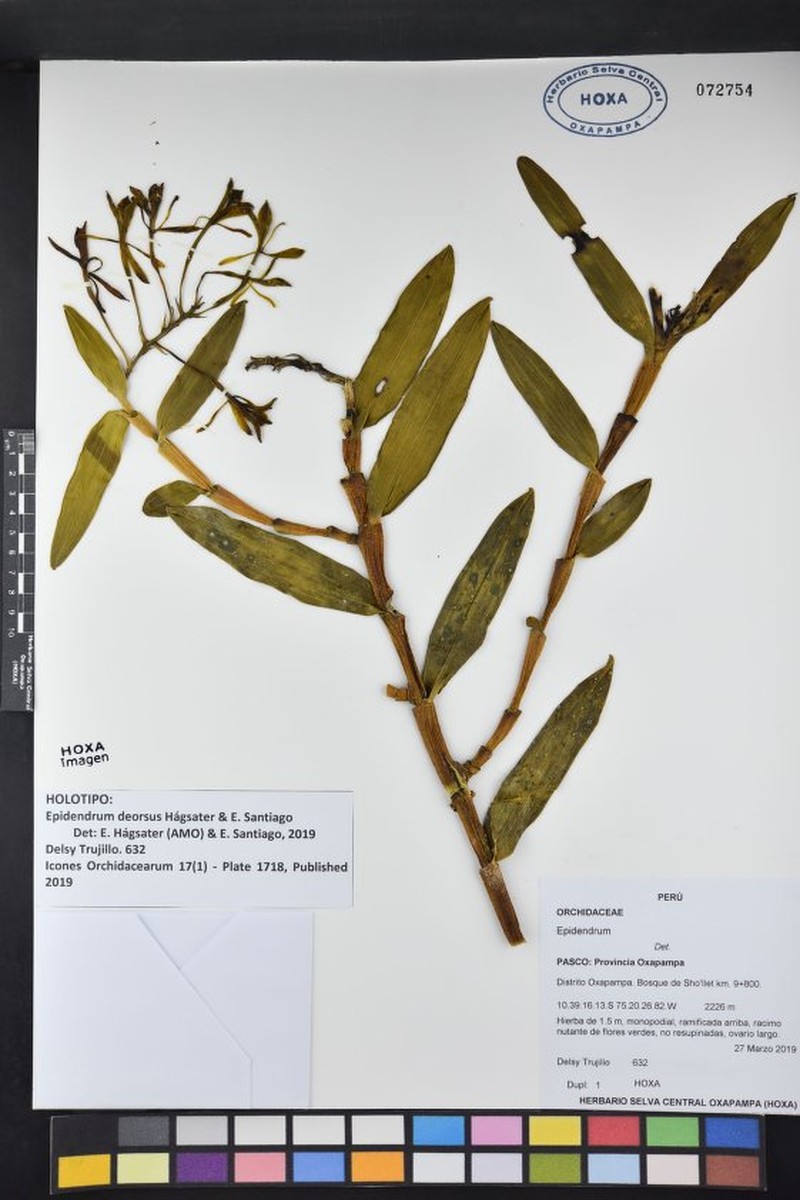 Epidendrum deorsus