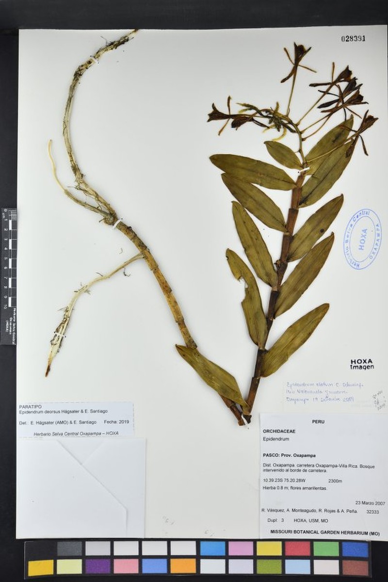 Epidendrum deorsus photo 2