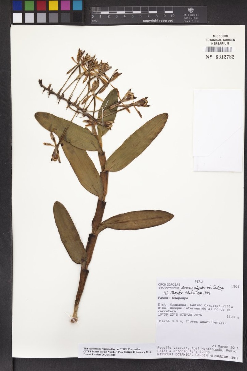 Epidendrum deorsus photo 3