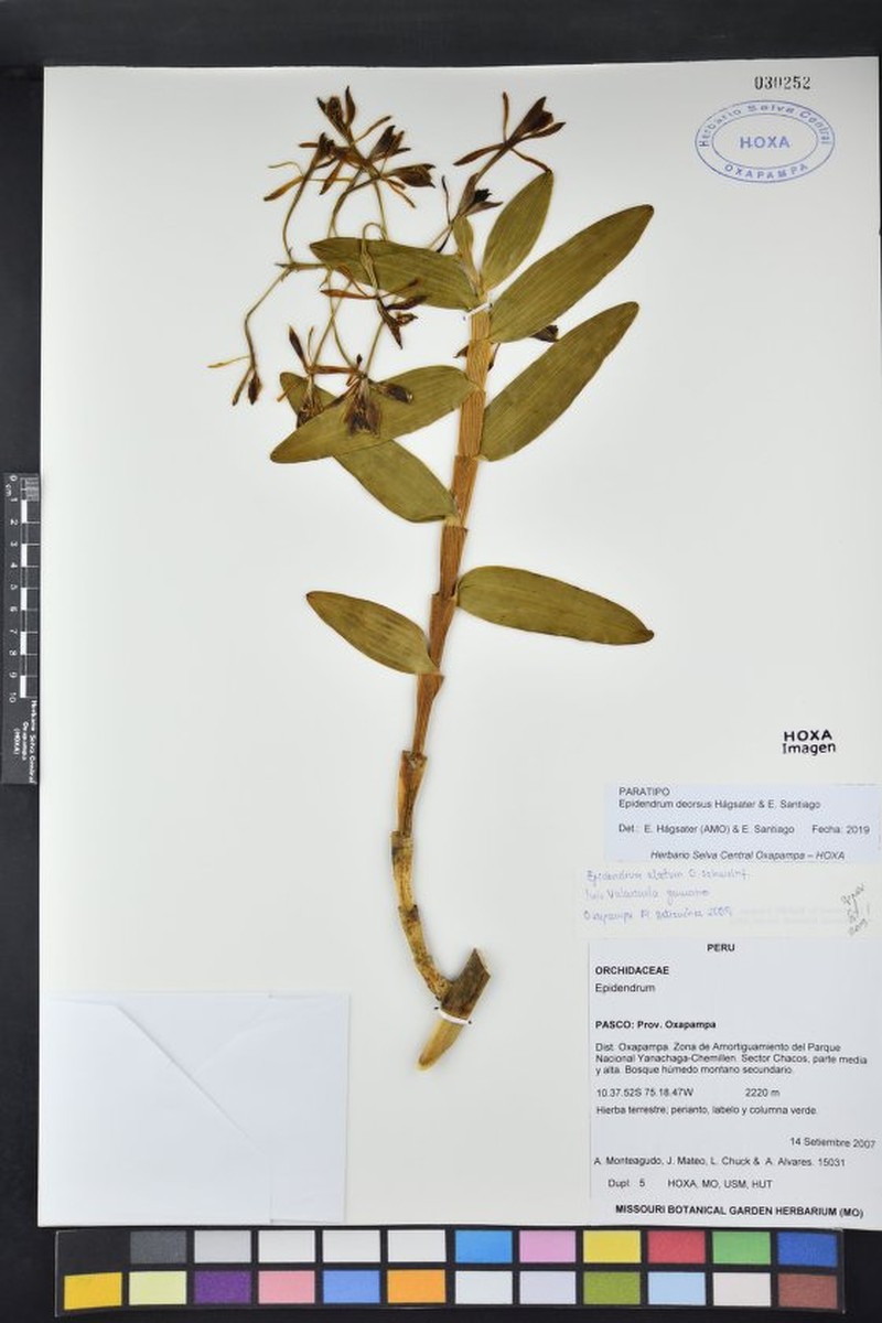 Epidendrum deorsus photo 4