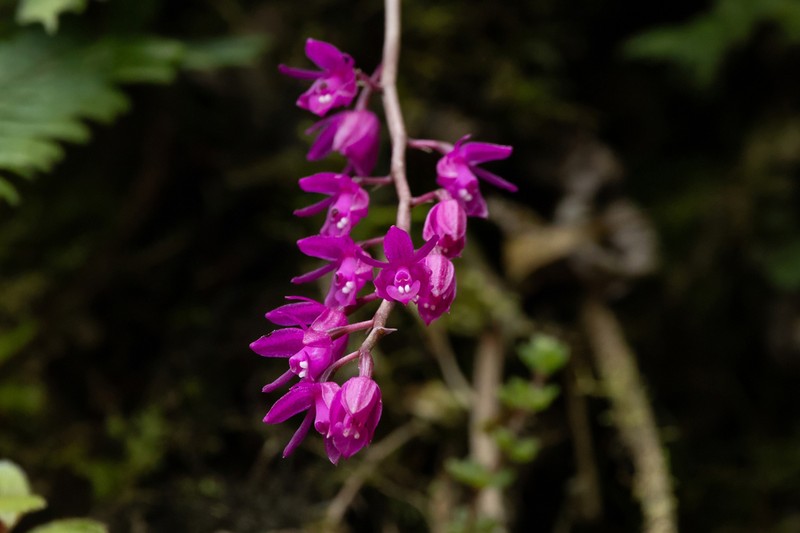 Epidendrum diommoides