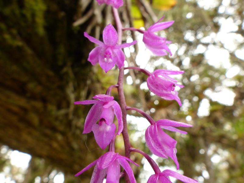 Epidendrum diommoides photo 2
