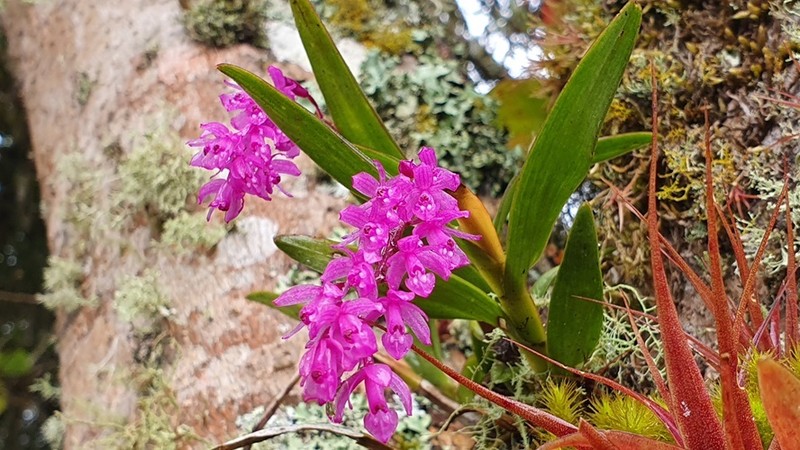 Epidendrum diommoides photo 4
