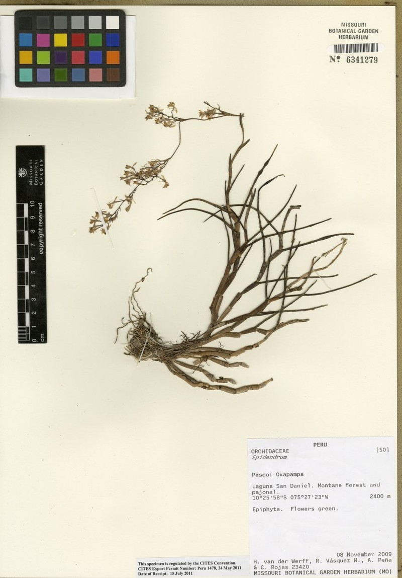 Epidendrum erica-moroniae