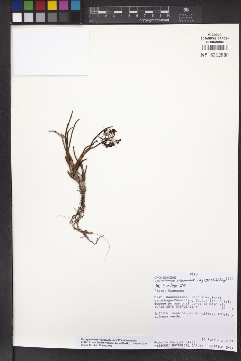 Epidendrum erica-moroniae photo 2
