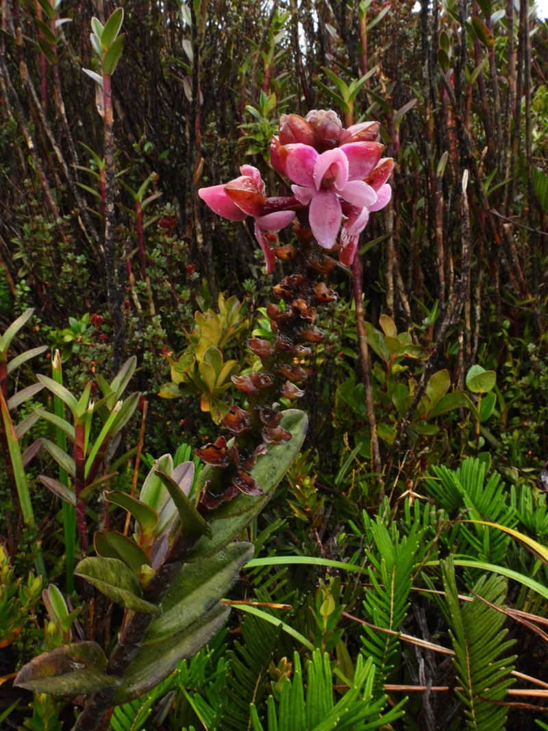 Epidendrum erikae