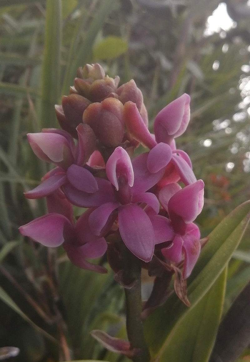 Epidendrum erikae photo 2