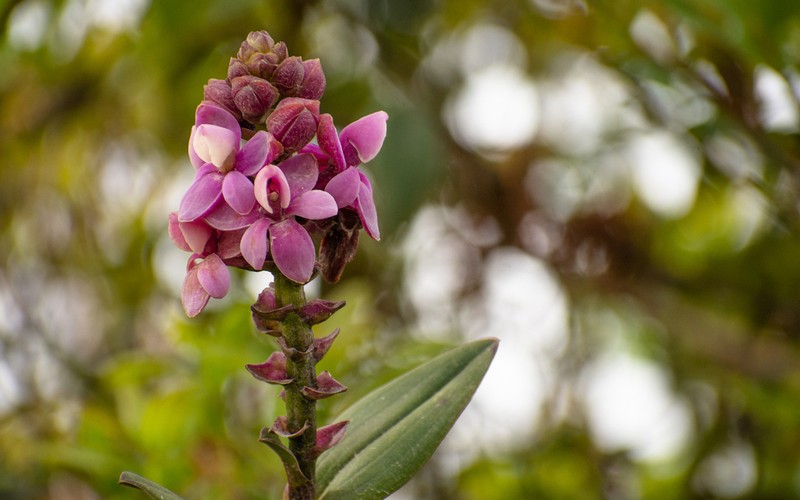 Epidendrum erikae photo 3