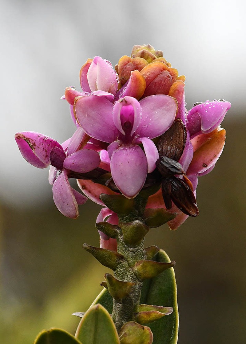 Epidendrum erikae photo 4