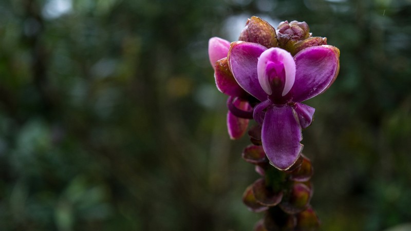 Epidendrum erikae photo 5