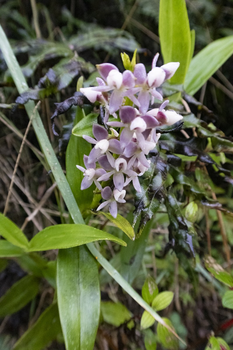 Epidendrum erikae photo 7
