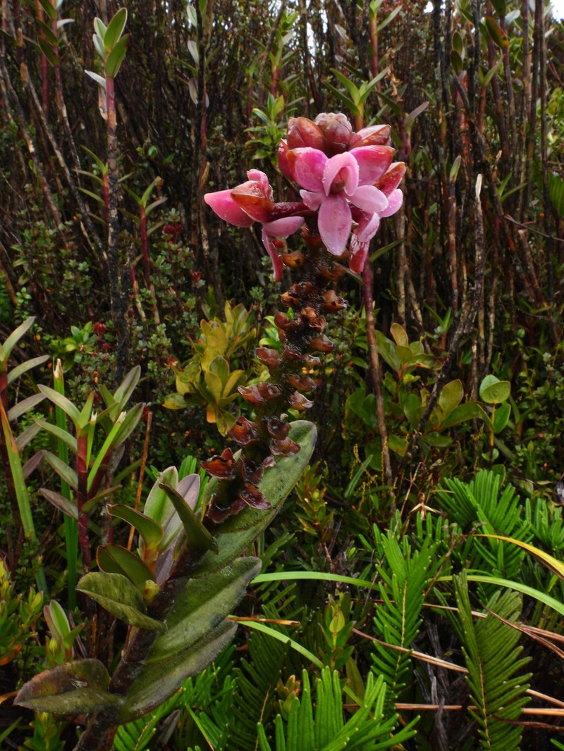 Epidendrum erikae photo 8