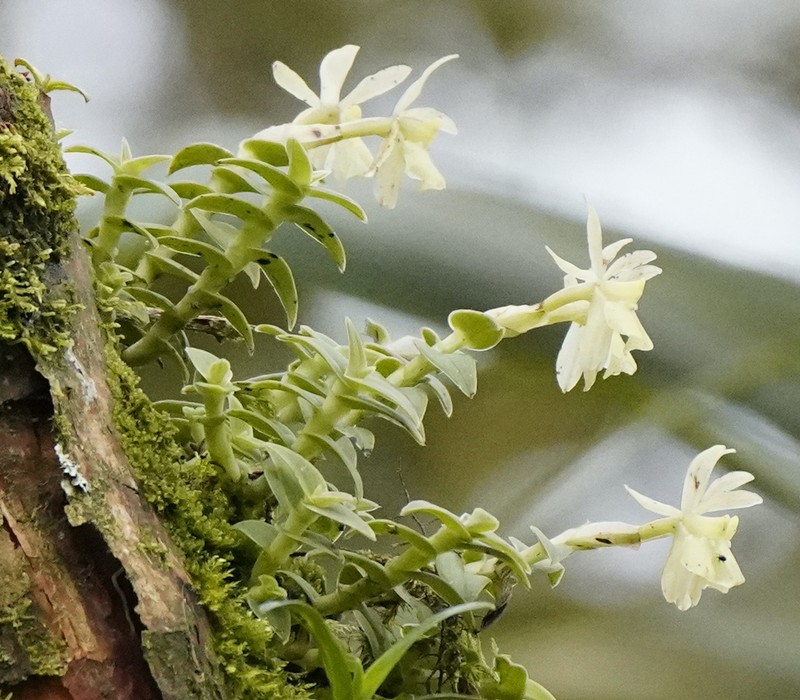 Epidendrum falcivesicicaule