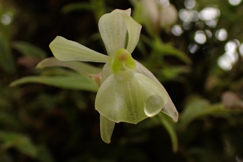Epidendrum falcivesicicaule photo 2