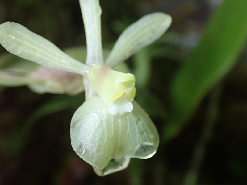 Epidendrum falcivesicicaule photo 3