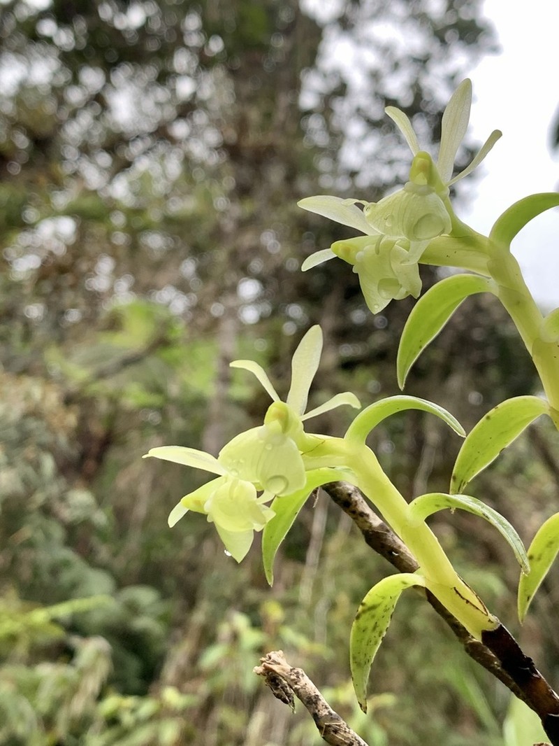 Epidendrum falcivesicicaule photo 4