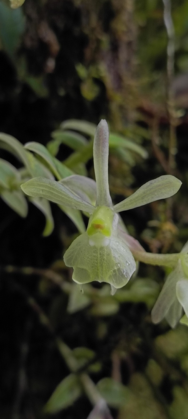 Epidendrum falcivesicicaule photo 5